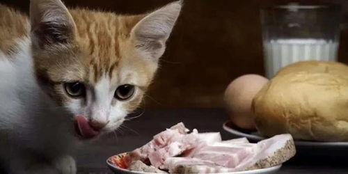 娱乐吃瓜酱猫抢鸡仔,猫界“抢鸡仔”大战，萌态百出！  第3张