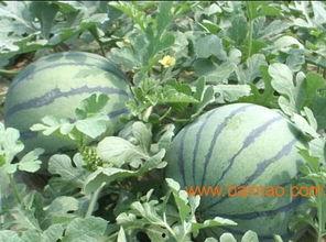 山东网红团队吃瓜,揭秘幕后美食风云  第3张